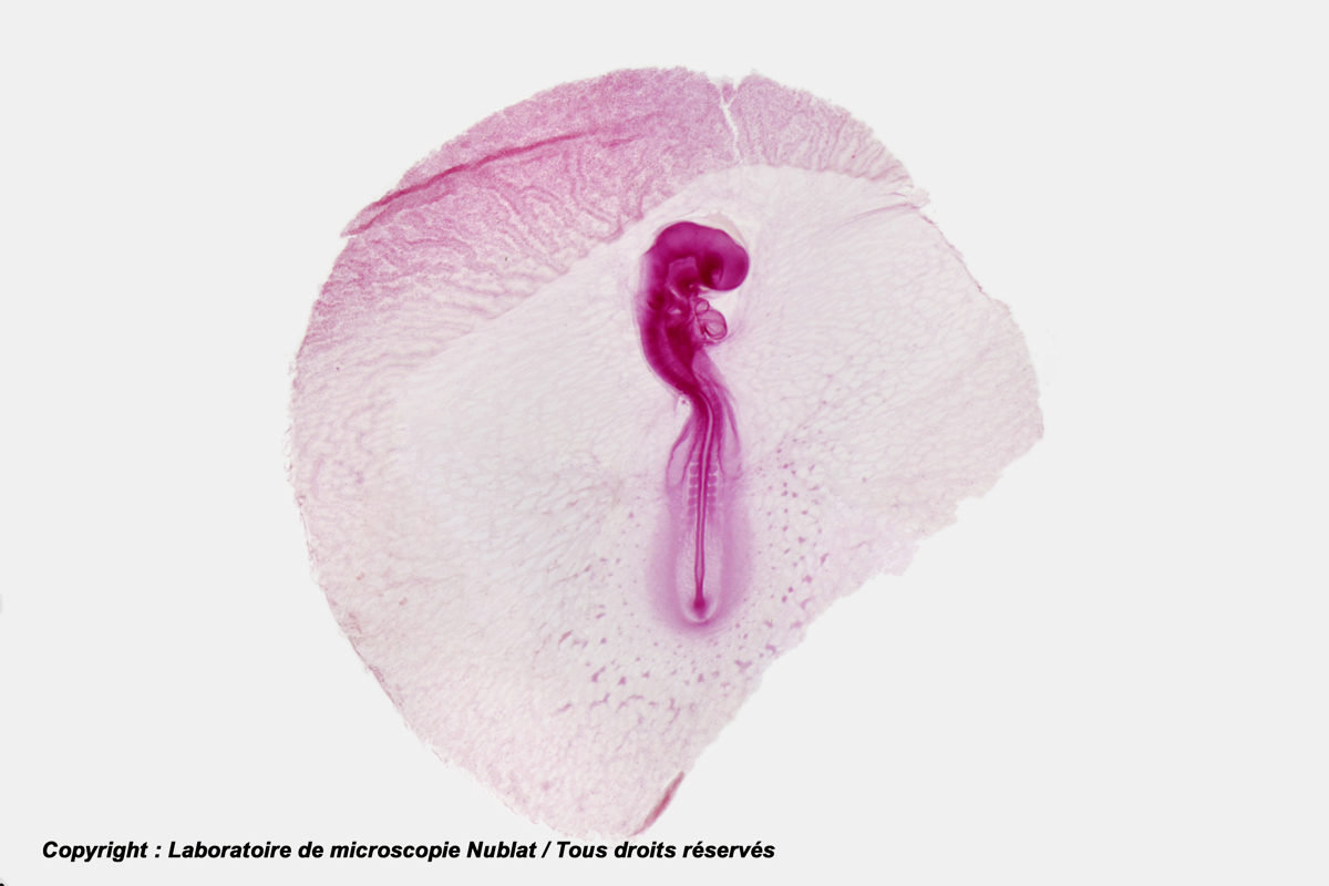 Embryon de Poulet in toto, 48 h., CBA